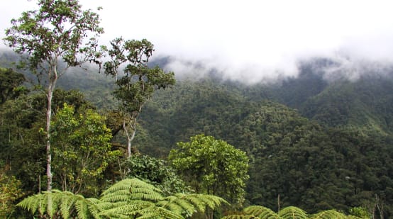 Bosque nublado de montaña en la región de Intag, norte de Ecuador. Vista de la vegetación.