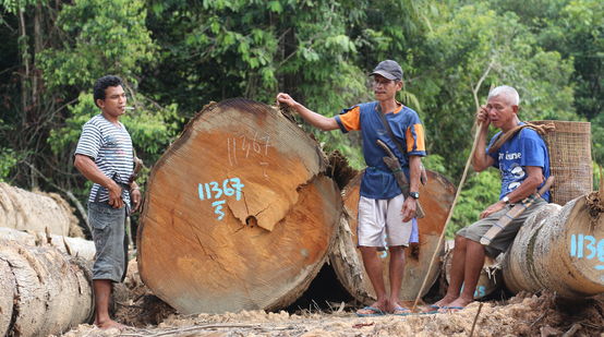 Tala de la selva de Kinipan - miembros de la comunidad junto al tronco talado