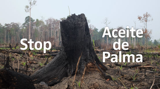 Selva devastada por incendios en Indonesia - leyenda Stop Aceite de Palma