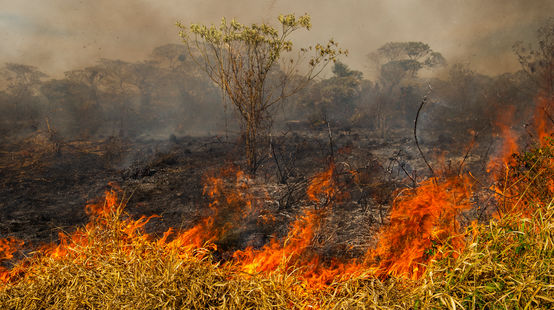 Incendio forestal en Brasil