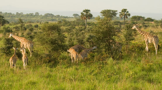 Jirafas en el Parque Nacional de las cataratas Murchison, Uganda