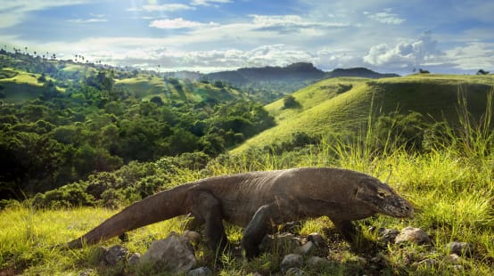 Dragón de Komodo (Varanus komodoensis)