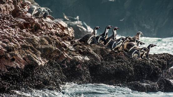 Grupo de pingüinos Humboldt en las rocas