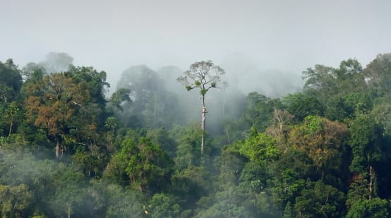 Selva tropical amazónica