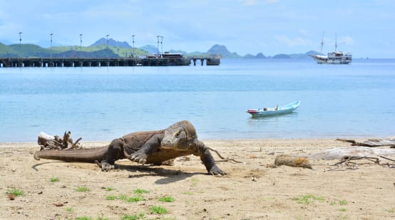 Dragón de Komodo en la playa