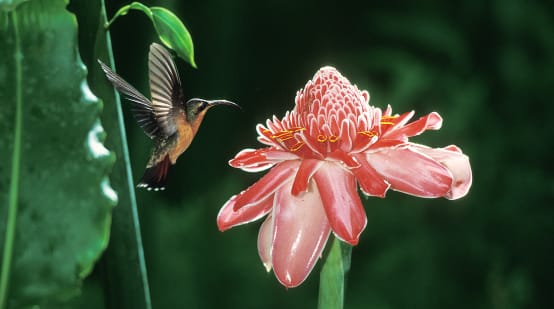 Colibrí