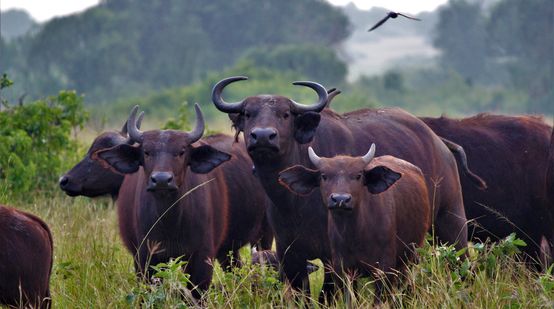 Búfalo africano en Uganda