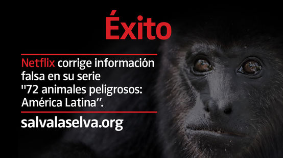 Mono aullador negro (Alouatta carayá) "en peligro"
