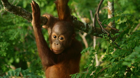 Bebé orangután en la selva tropical