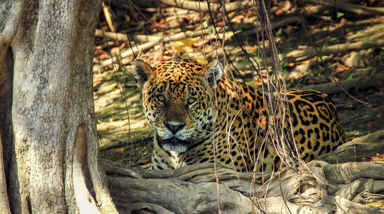 Jaguar (Panthera onca) en Mato Grosso do Sul (Brasil)
