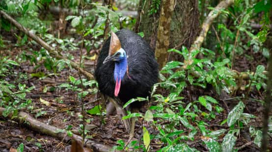 Ave casuario en la selva de Daintree, Australia