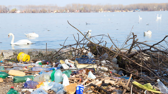 Basura de plástico junto al río y cisnes en el fondo