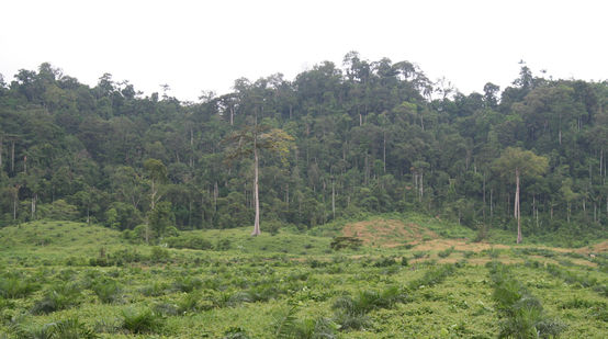 Plantación de palma aceitera en Ecuador se expande sobre la selva