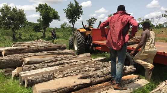 Troncos de madera de palo de rosa en Ghana