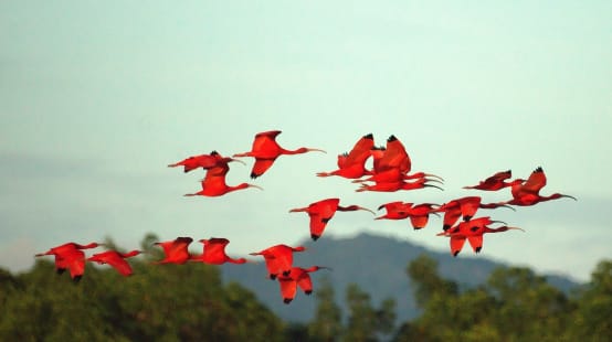 Un grupo de aves de la especie ibis escarlata en pleno vuelo