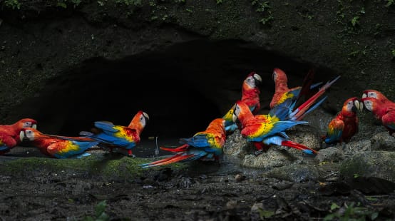 Grupo de guacamayas escarlata en el Parque Nacional Yasuní, en la Amazonía ecuatoriana
