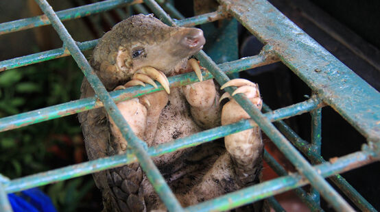 Pangolín enjaulado en el Centro de Conservación de Recursos Naturales, Indonesia