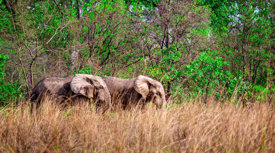 Dos elefantes africanos en el Parque Nacional de Mole, Ghana