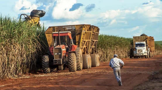 Cosecha de caña de azúcar en Mato Grosso, Brasil