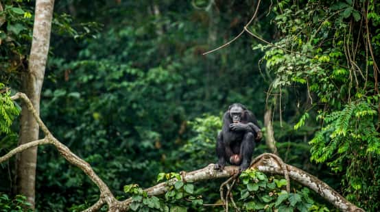 Bonobo encaramado en la rama de un árbol