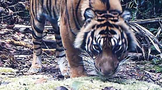 Foto de un tigre captada por una cámara trampa