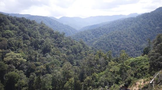 Vista de la selva tropical desde lo alto