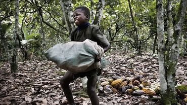 Trabajo infantil en plantación de cacao, Costa de Marfil