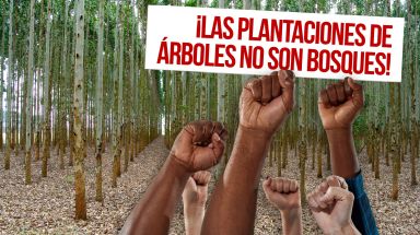 Collage del 21 de Septiembre, Día Internacional contra las Plantaciones de Árboles