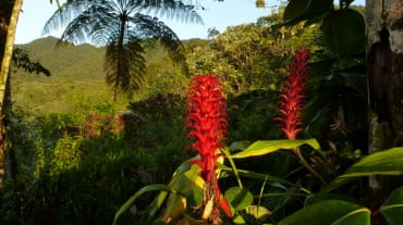 Bosque Protector Los Cedros