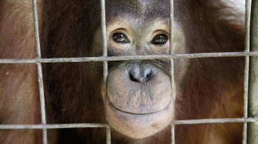 Orangután mirando a través de los barrotes de una jaula