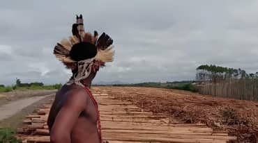 Indígena observa una plantación de eucalipto recién cortada