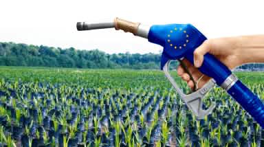 Aceite de palma, biocombustible UE
