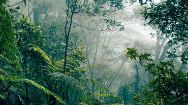 Selva tropical en Borneo