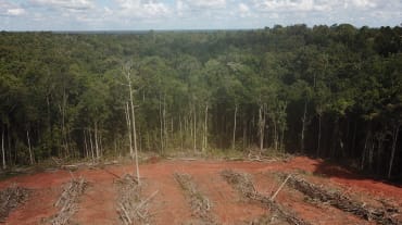 Destrucción de la selva tropical en Papua, Indonesia, para establecer palma aceitera
