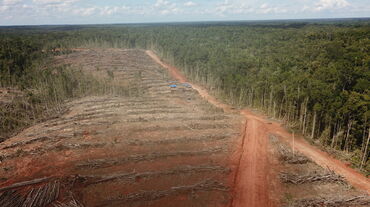 Deforestación en Papua para establecer una plantación de palma aceitera