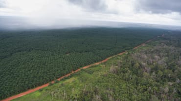 Plantación de palma de la empresa Korindo en Indonesia
