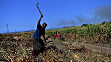 Trabajador en una plantación de caña de azúcar
