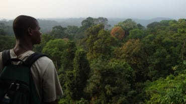 Selva tropical al sur del Parque Nacional de Korup, Camerún