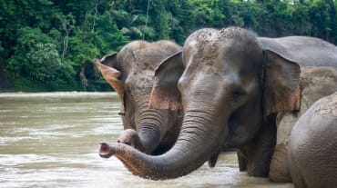 Elefantes de Sumatra tomando un baño en el río