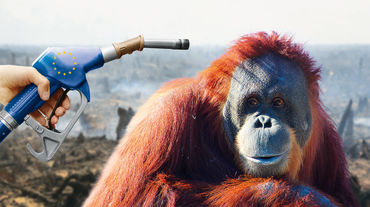 Orangutanes biocombustible