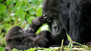 Gorila con su cría