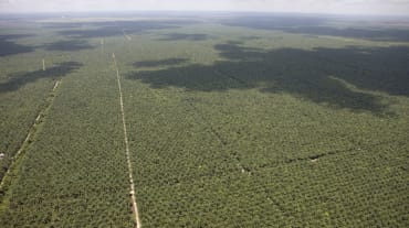 Vista aérea de plantaciones de aceite de palma