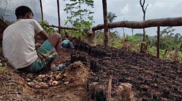 Una persona se encuentra trabajando en un vivero forestal, entre un montón de plántulas