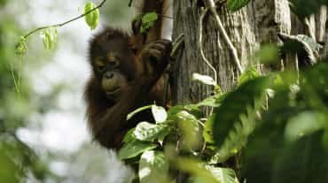 Orangután de Borneo