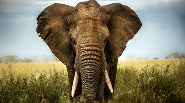 Elefante africano en la savana
