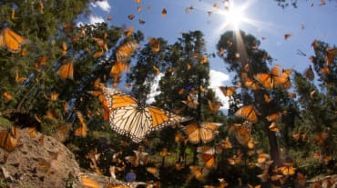 Mariposas Monarca en el estado de Michoacán en México