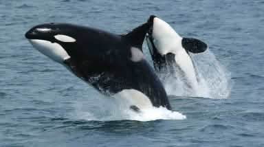 Dos orcas