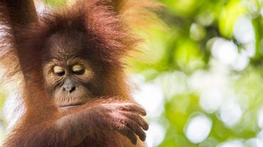 Orangután de Sumatra (Pongo abelii)