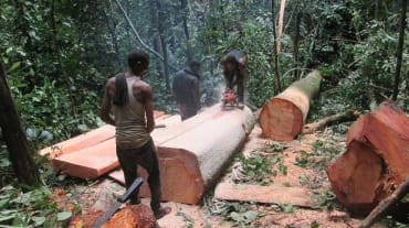 Madereros talando el bosque