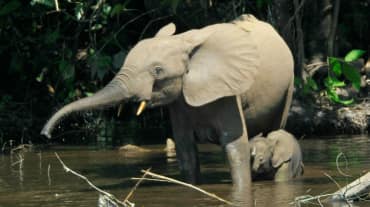 Elefante del bosque con cría